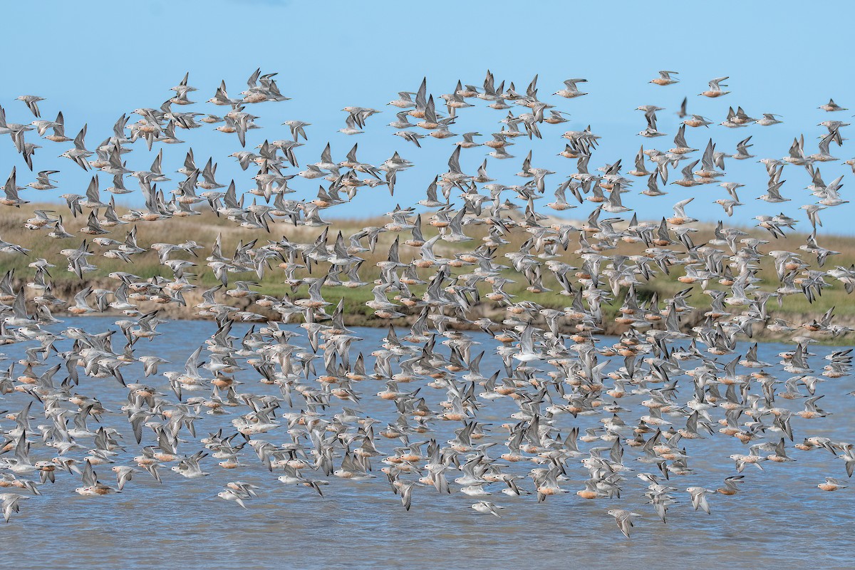 Red Knot - ML616387588