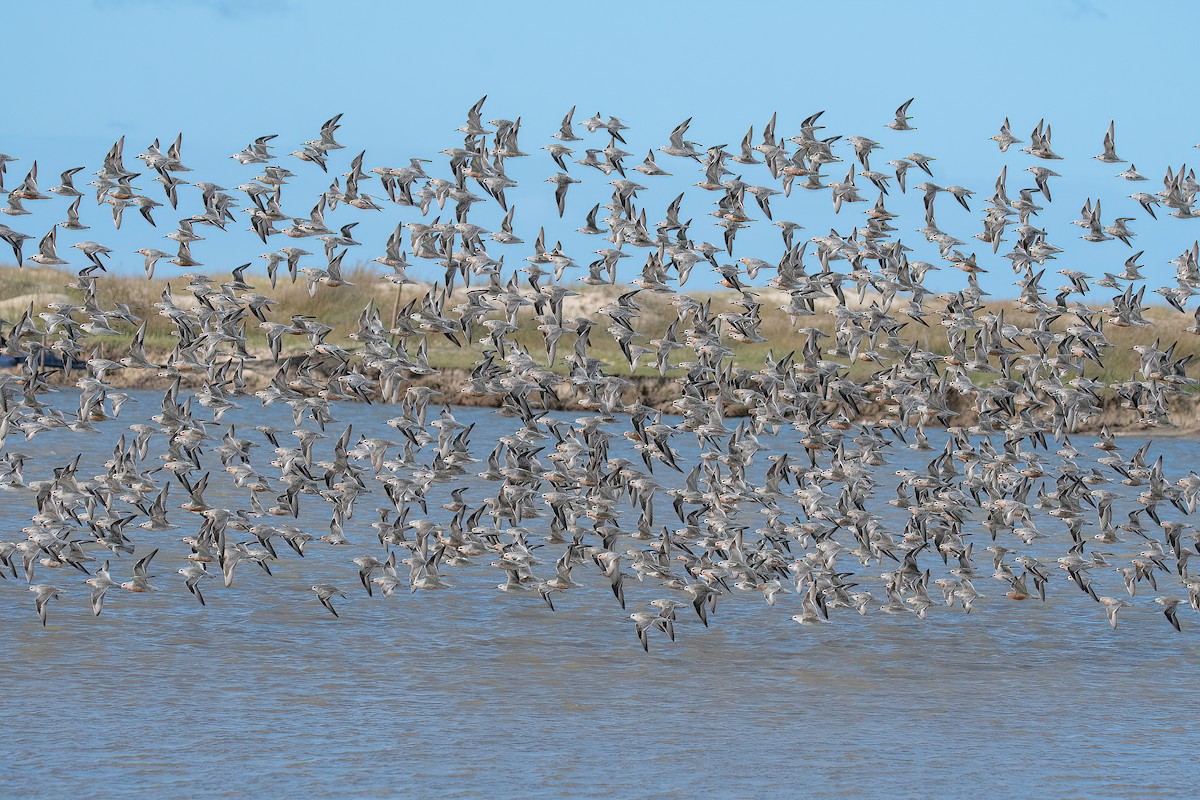 Red Knot - ML616387589