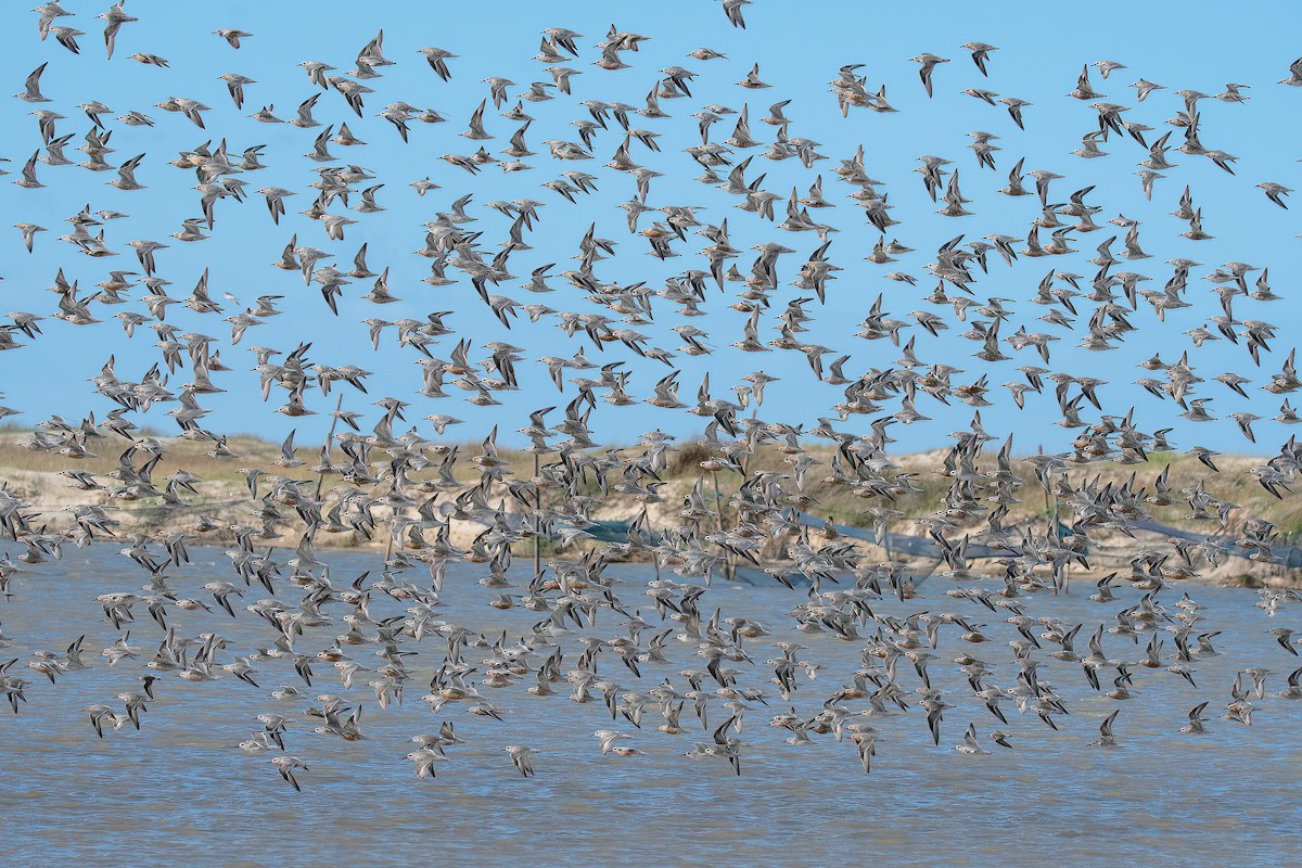 Red Knot - ML616387590