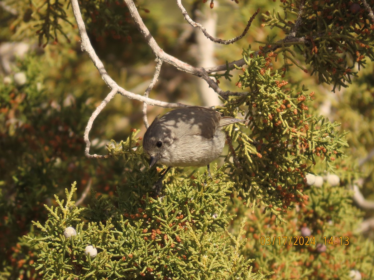 Mésange des genévriers - ML616387613