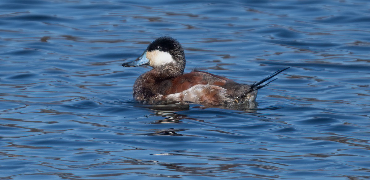 Ruddy Duck - ML616387634