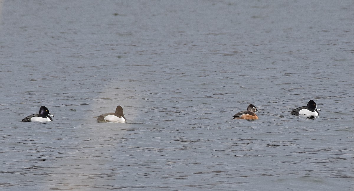 Ring-necked Duck - Laura Heslin