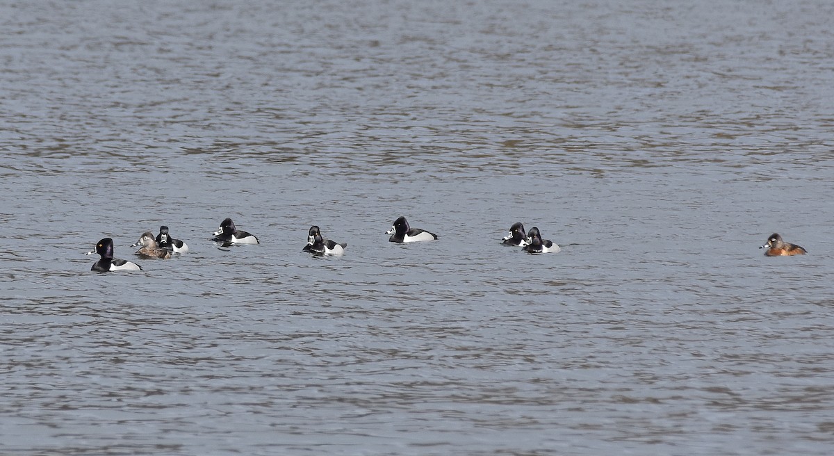 Ring-necked Duck - Laura Heslin