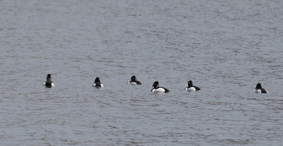 Ring-necked Duck - ML616387659