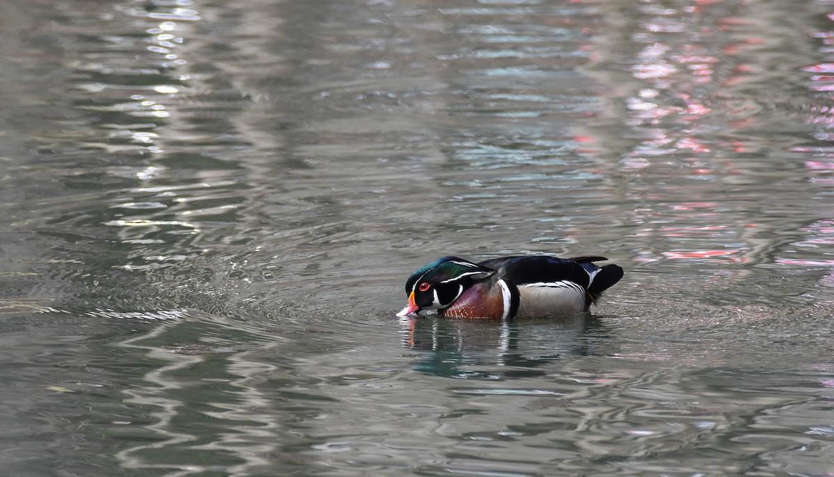 Wood Duck - ML616387669