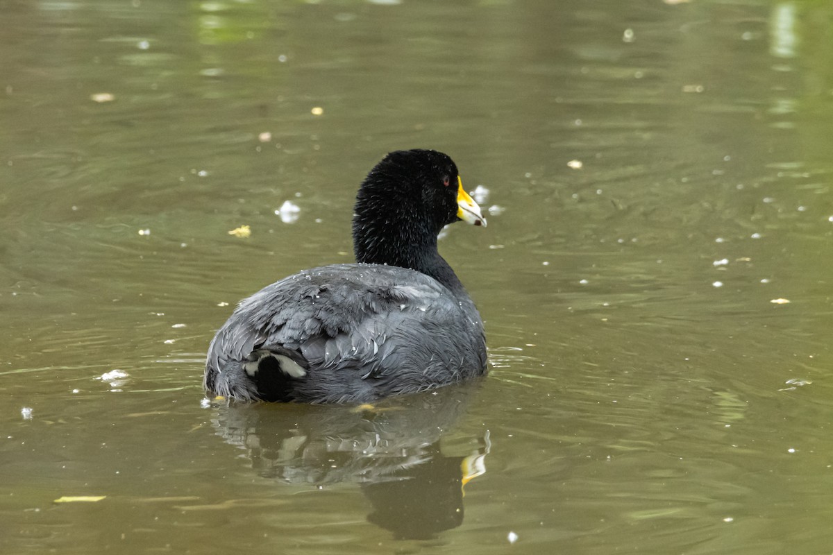 American Coot - ML616387691