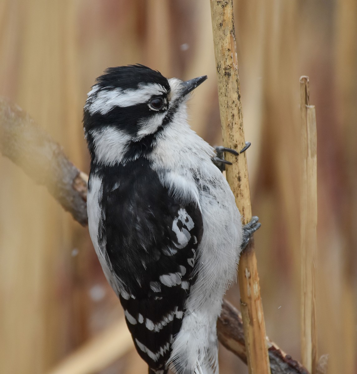 Downy Woodpecker - ML616387692