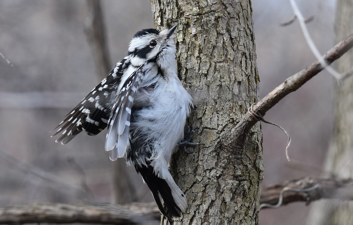 Downy Woodpecker - ML616387693