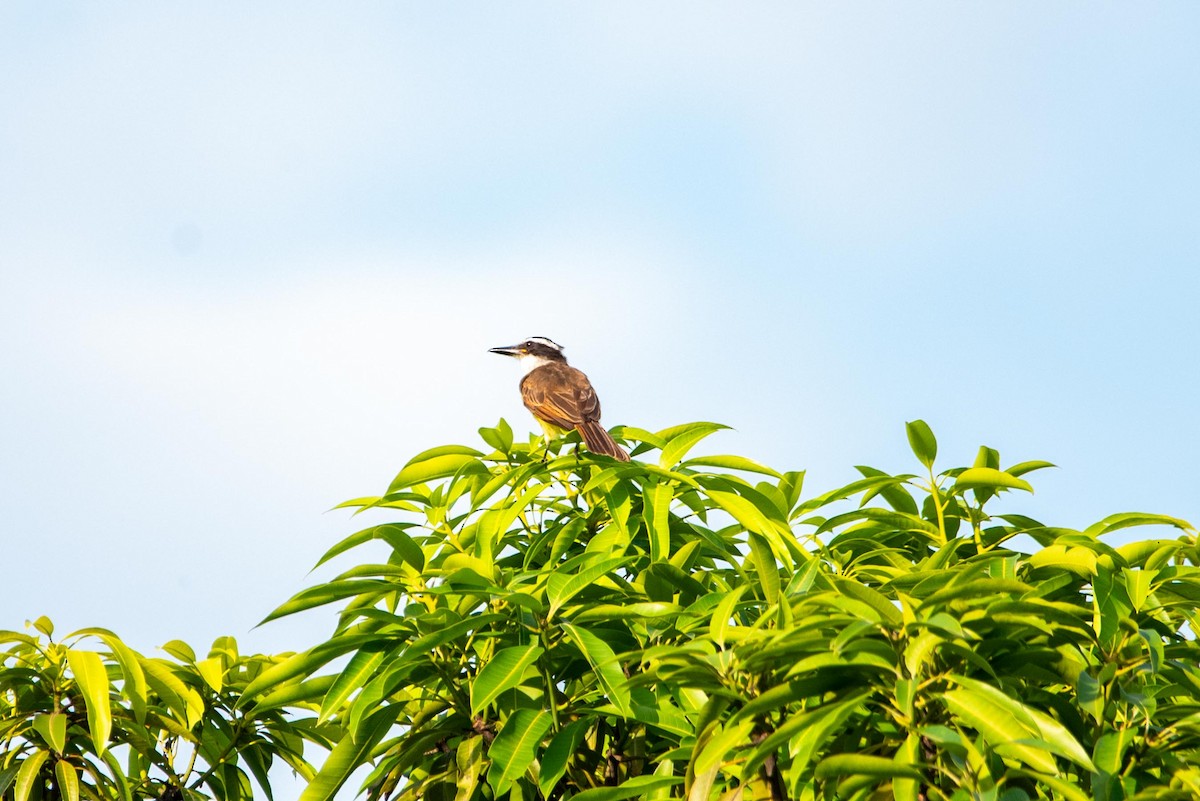 Great Kiskadee - ML616387704