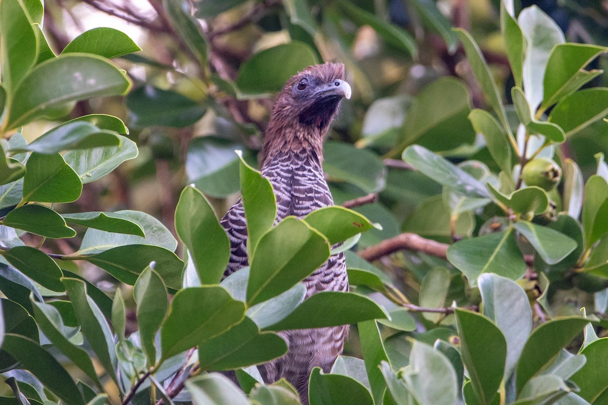 Scaled Chachalaca - ML616387708