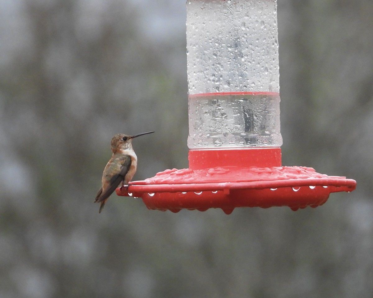 Rufous Hummingbird - ML616387738