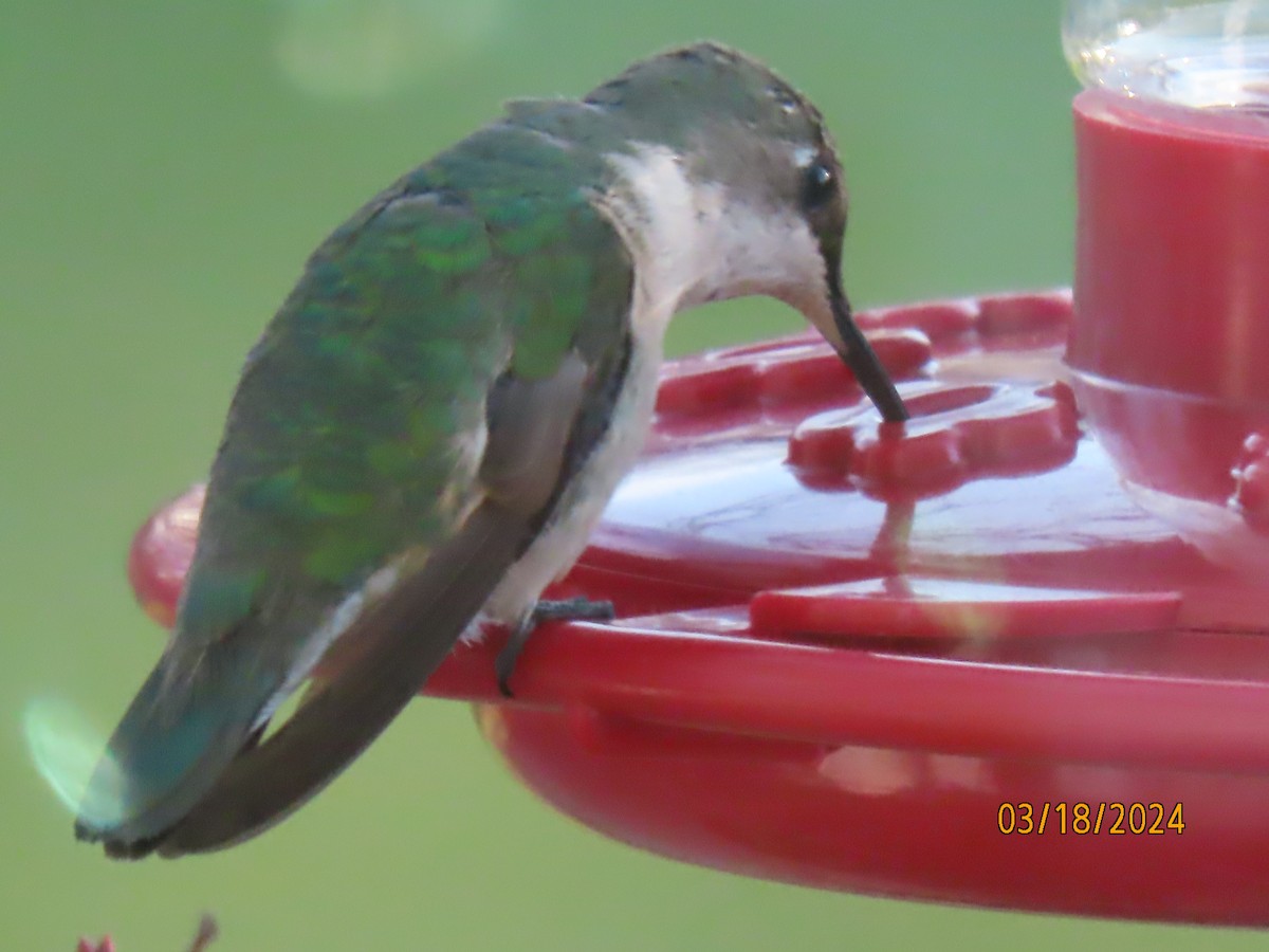 Ruby-throated Hummingbird - ML616387742