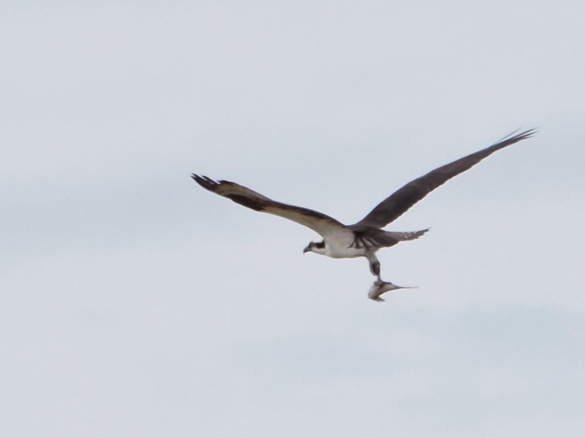 Águila Pescadora - ML616387793