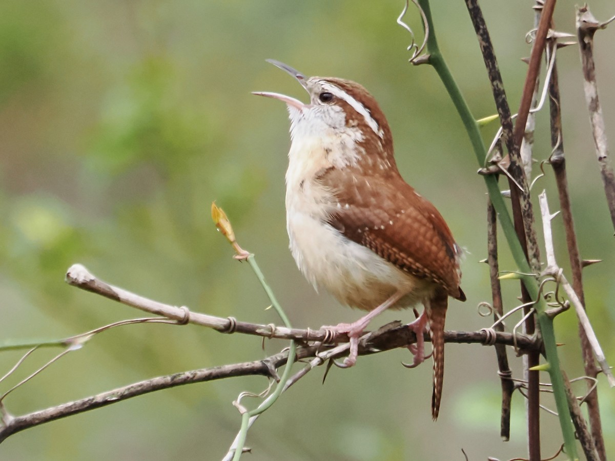 Carolina Wren - ML616387832