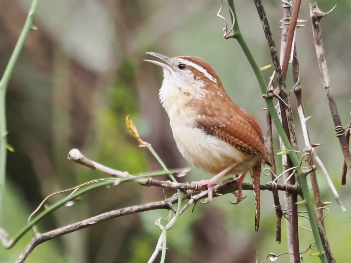 Carolina Wren - ML616387843