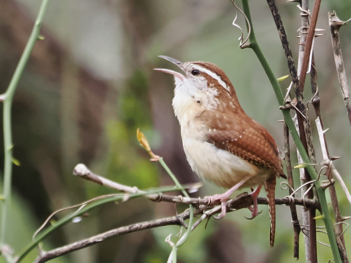 Carolina Wren - ML616387885