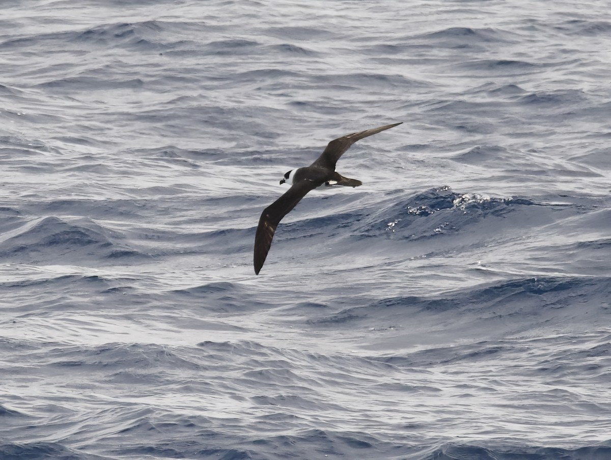 White-necked Petrel - ML616387905