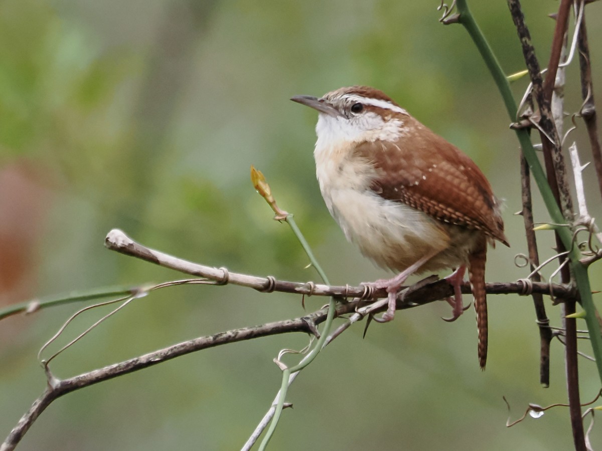 Carolina Wren - ML616387907