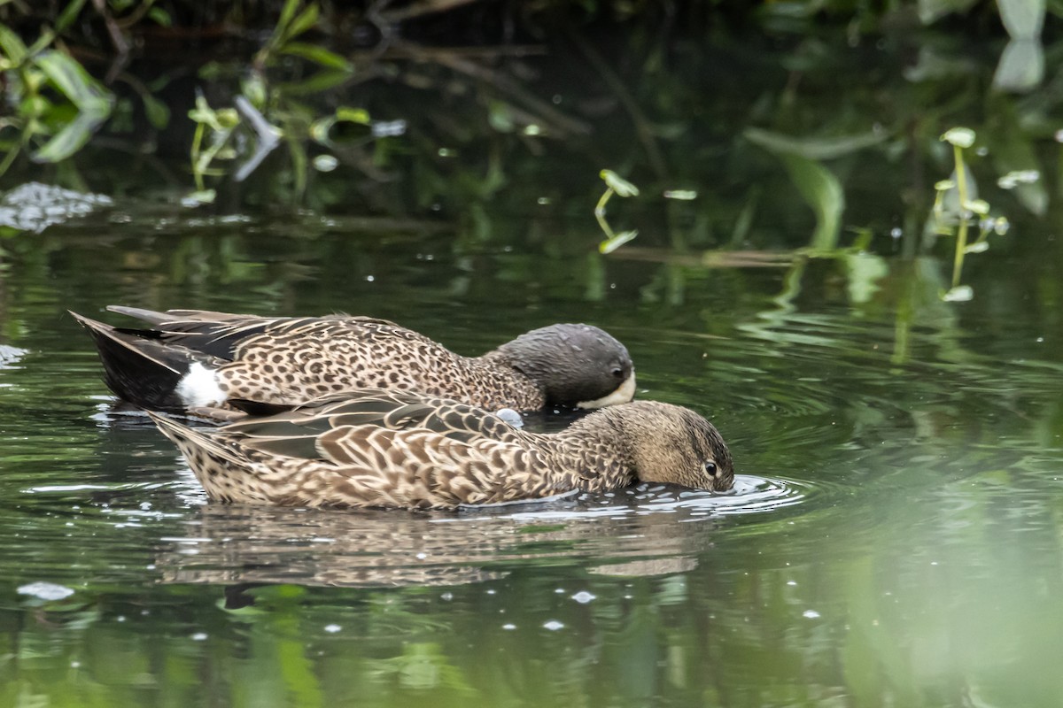 Blue-winged Teal - ML616387908