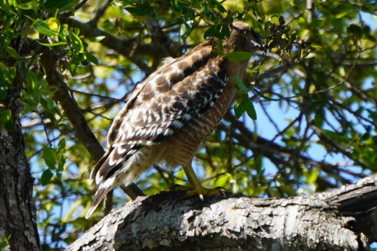 Red-shouldered Hawk - ML616387911