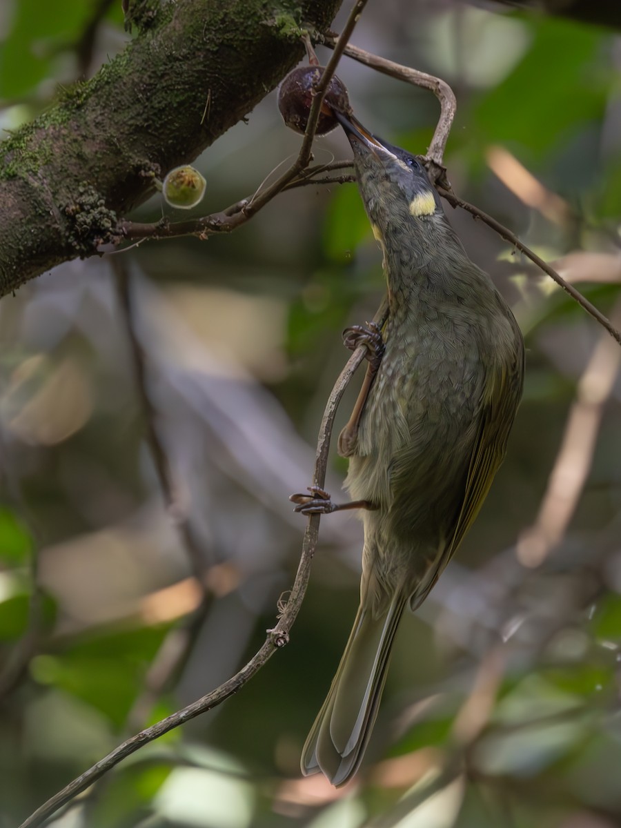 Lewin's Honeyeater - ML616387914