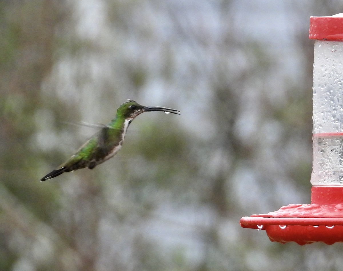 Green-breasted Mango - ML616387991