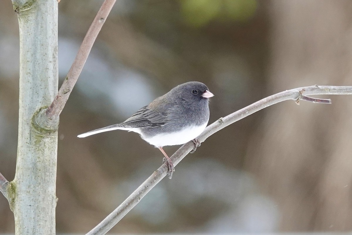 Junco Ojioscuro (hyemalis/carolinensis) - ML616388113