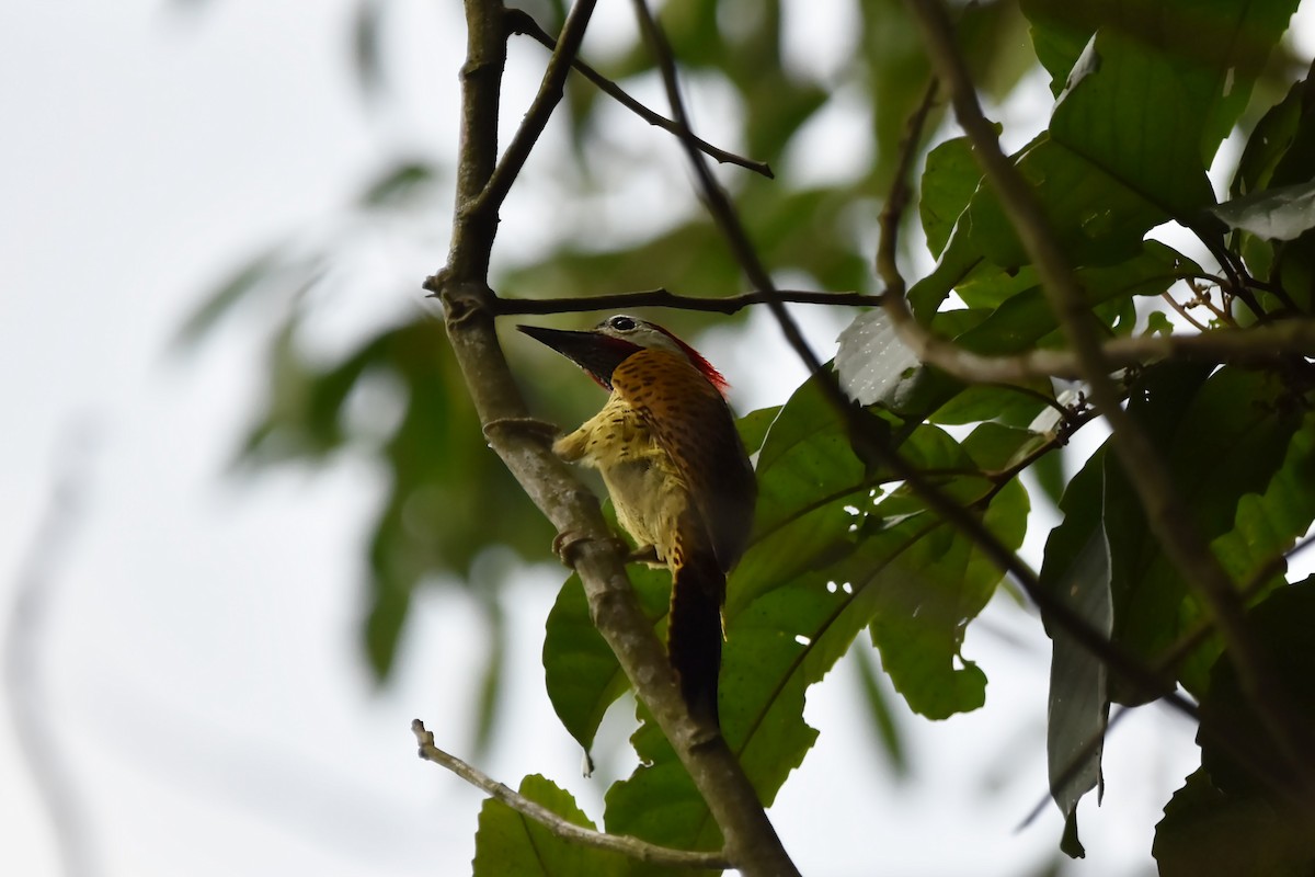 Spot-breasted Woodpecker - Kendell Loyd