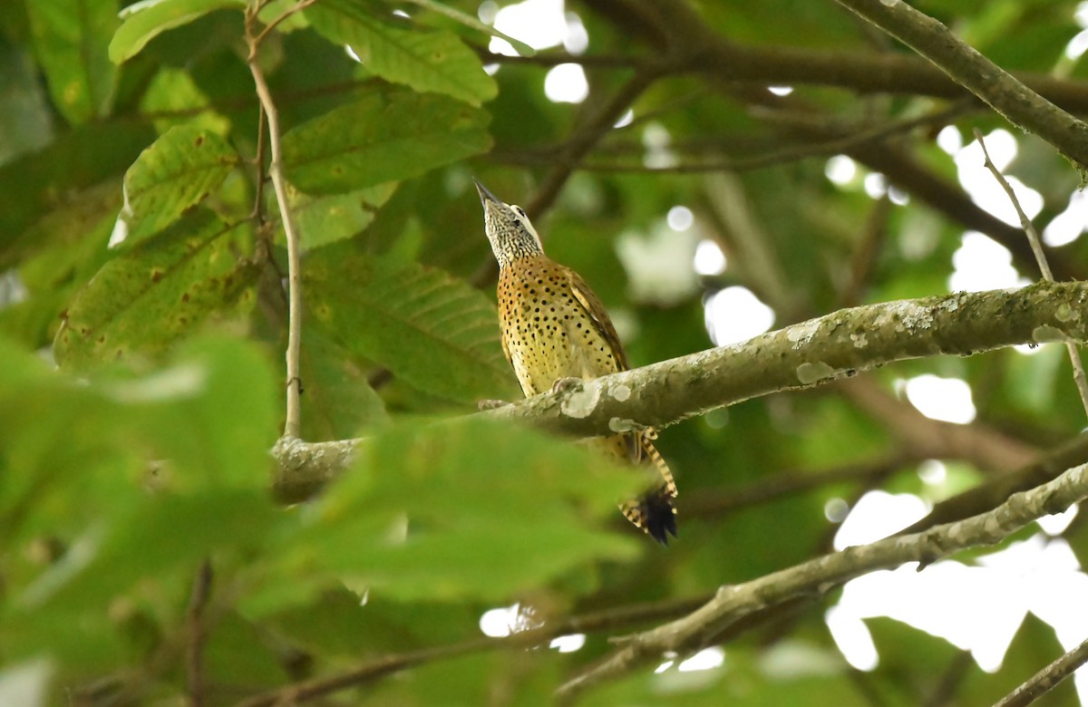 Spot-breasted Woodpecker - Kendell Loyd