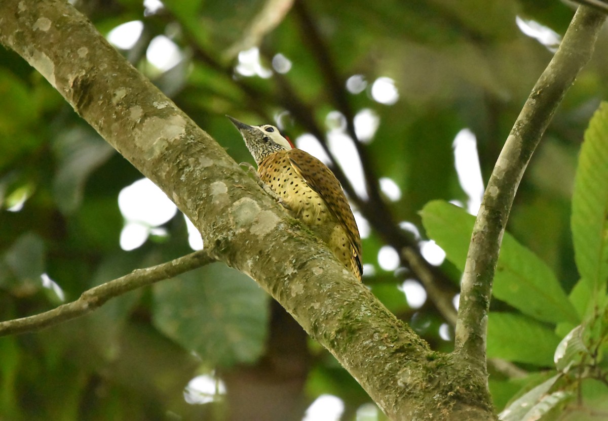 Spot-breasted Woodpecker - Kendell Loyd