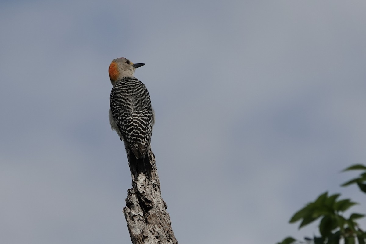 Golden-fronted Woodpecker - ML616388148