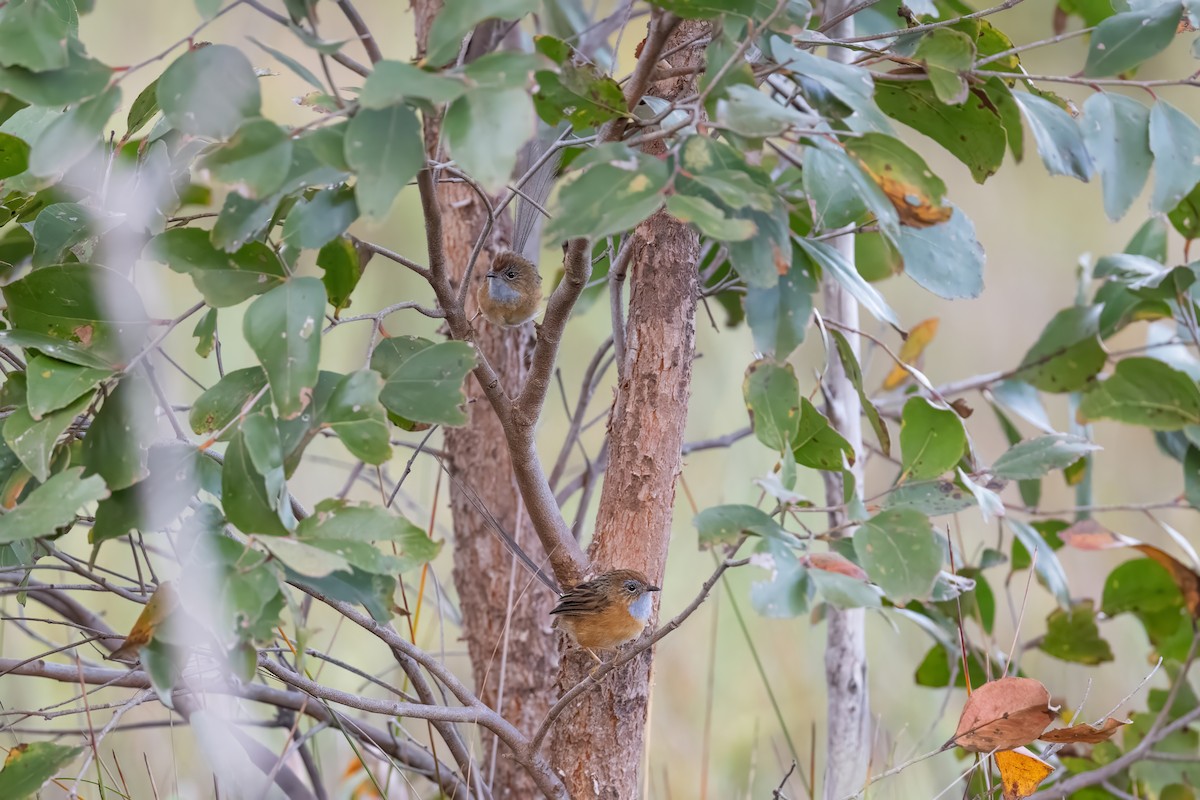 Southern Emuwren - ML616388286