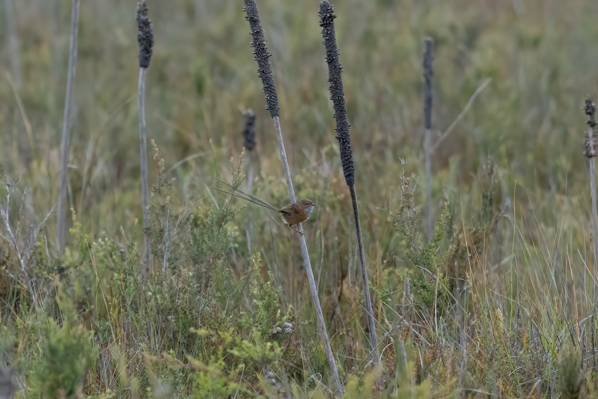 Southern Emuwren - ML616388287