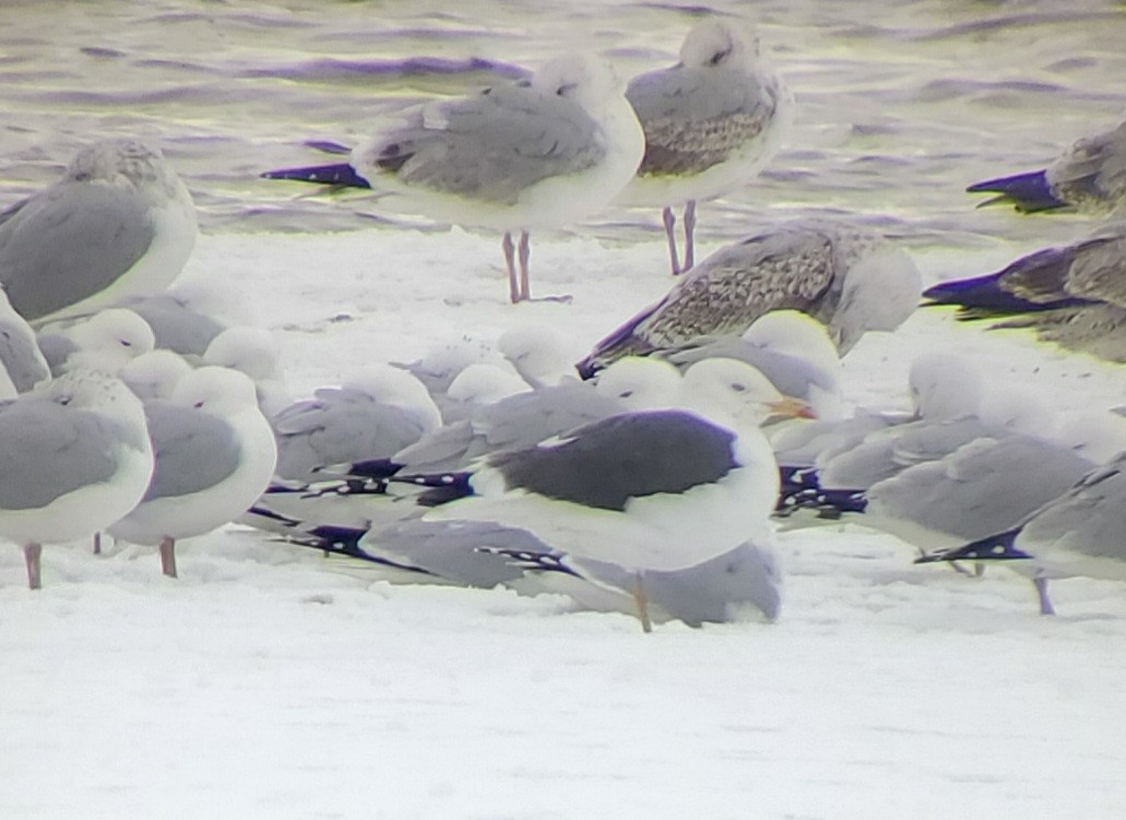 Lesser Black-backed Gull - Neal Reilly