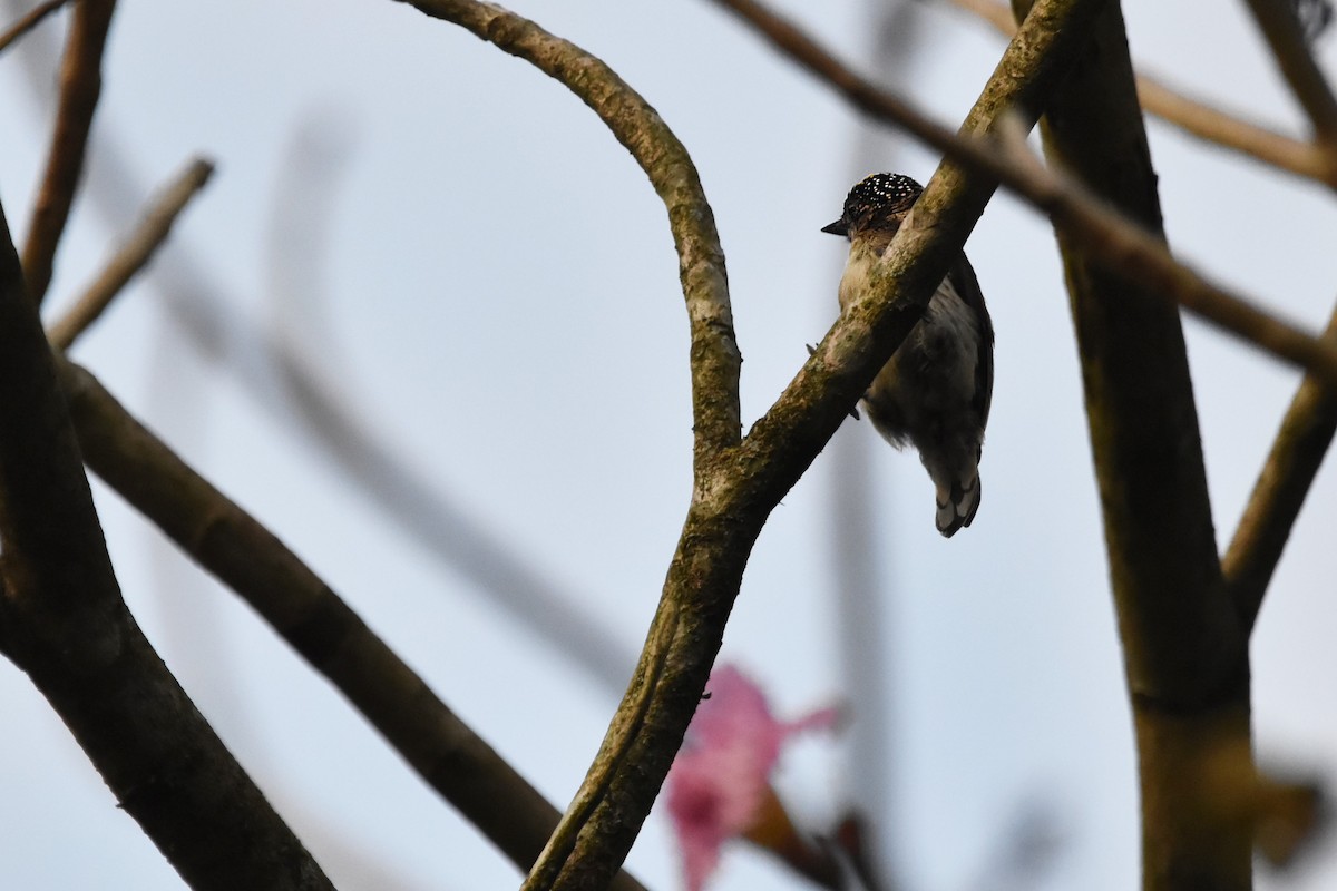 Grayish Piculet - ML616388323