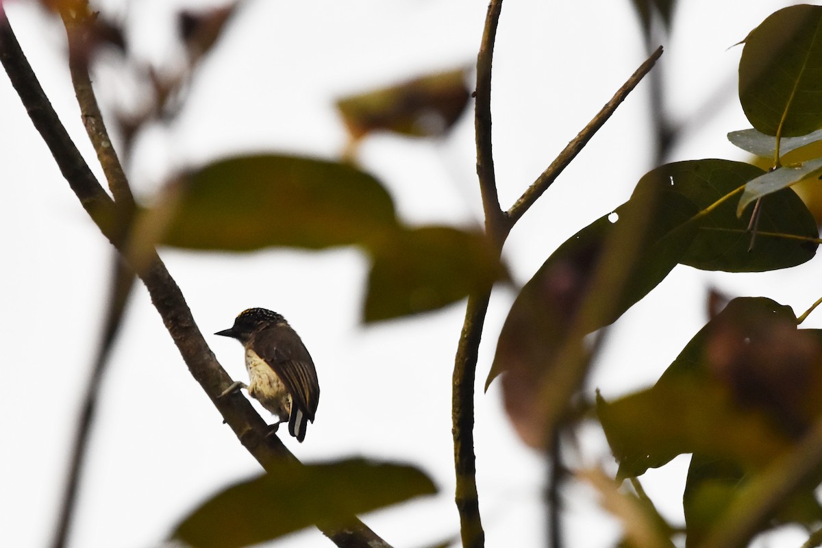 Grayish Piculet - ML616388324