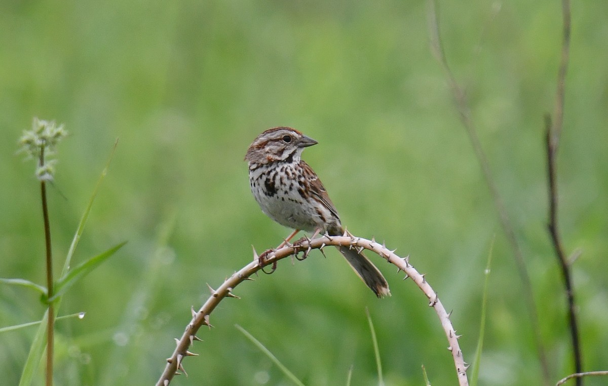 Song Sparrow - ML616388435