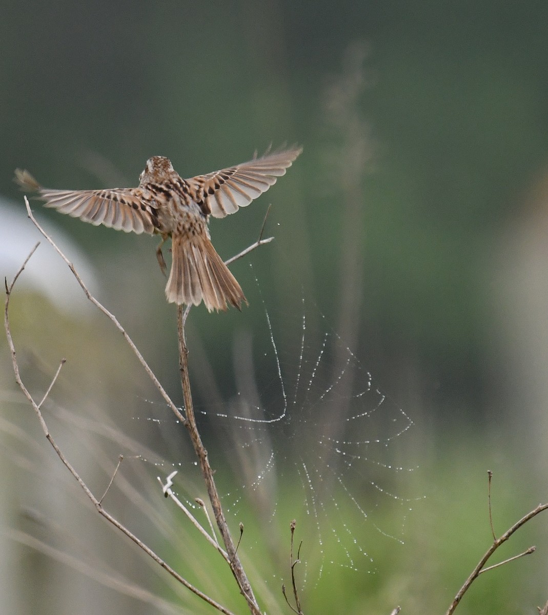 Song Sparrow - ML616388436