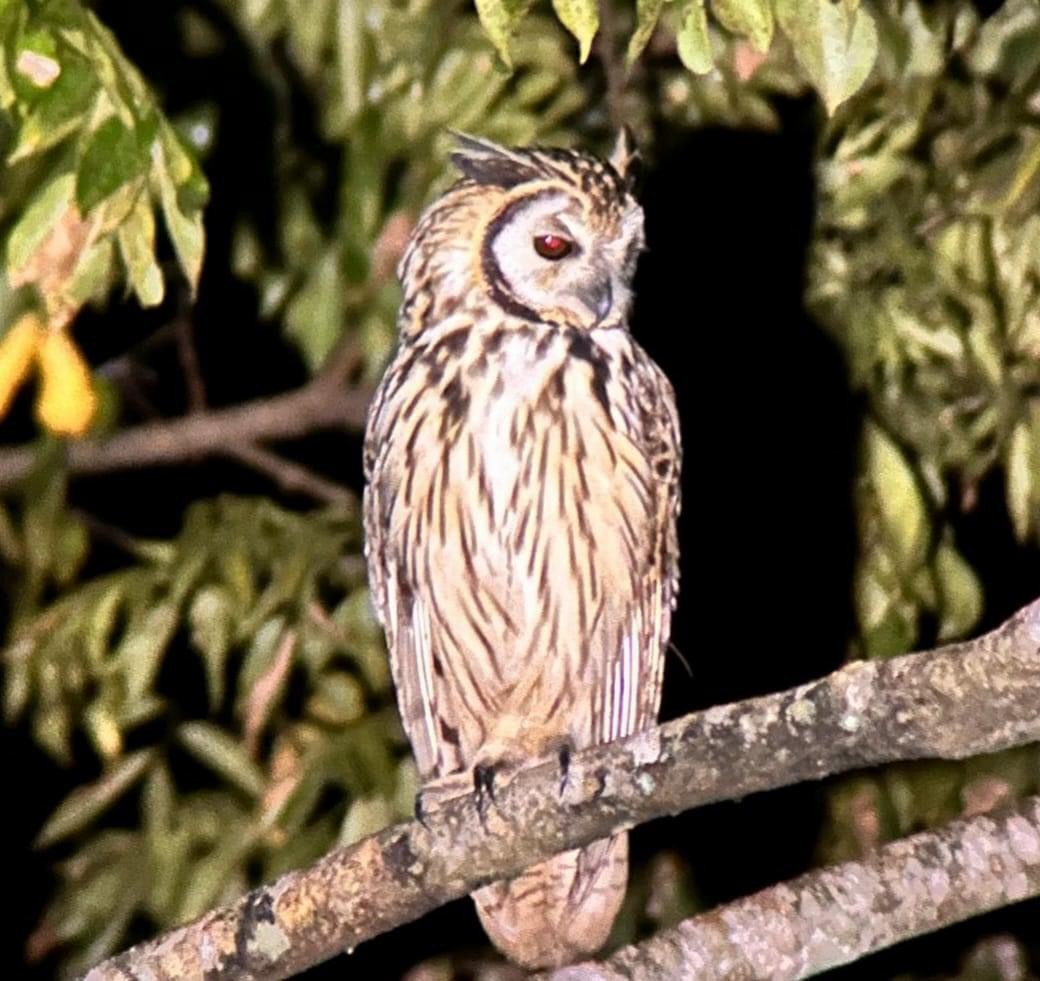 Striped Owl - James P. Smith