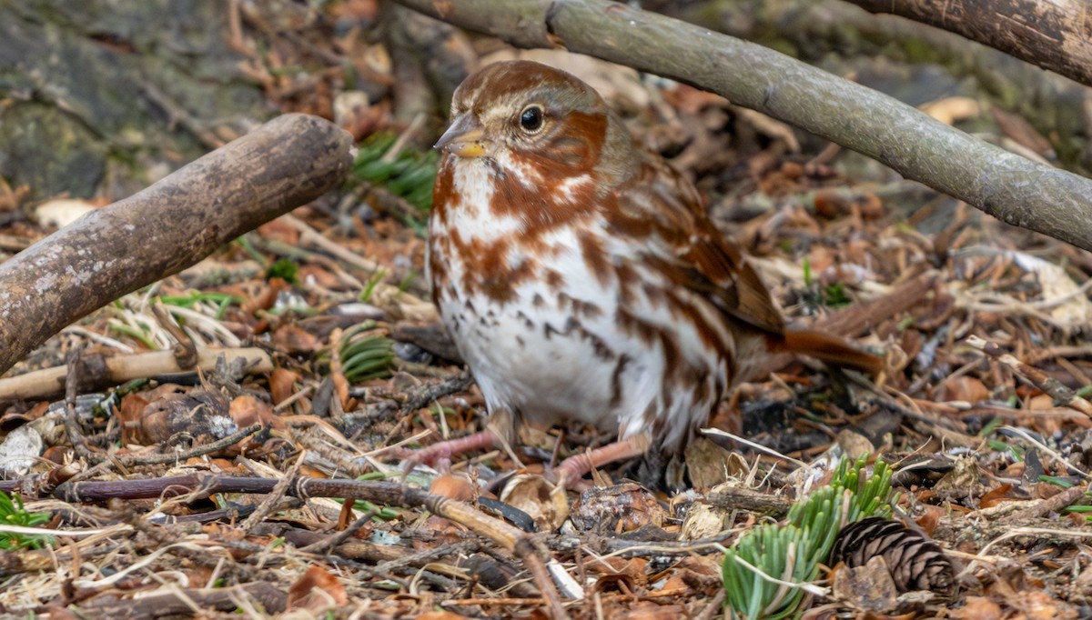 Fox Sparrow - ML616388509