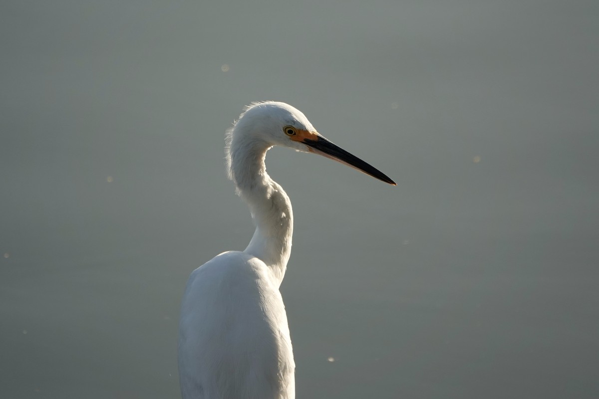 Snowy Egret - ML616388530