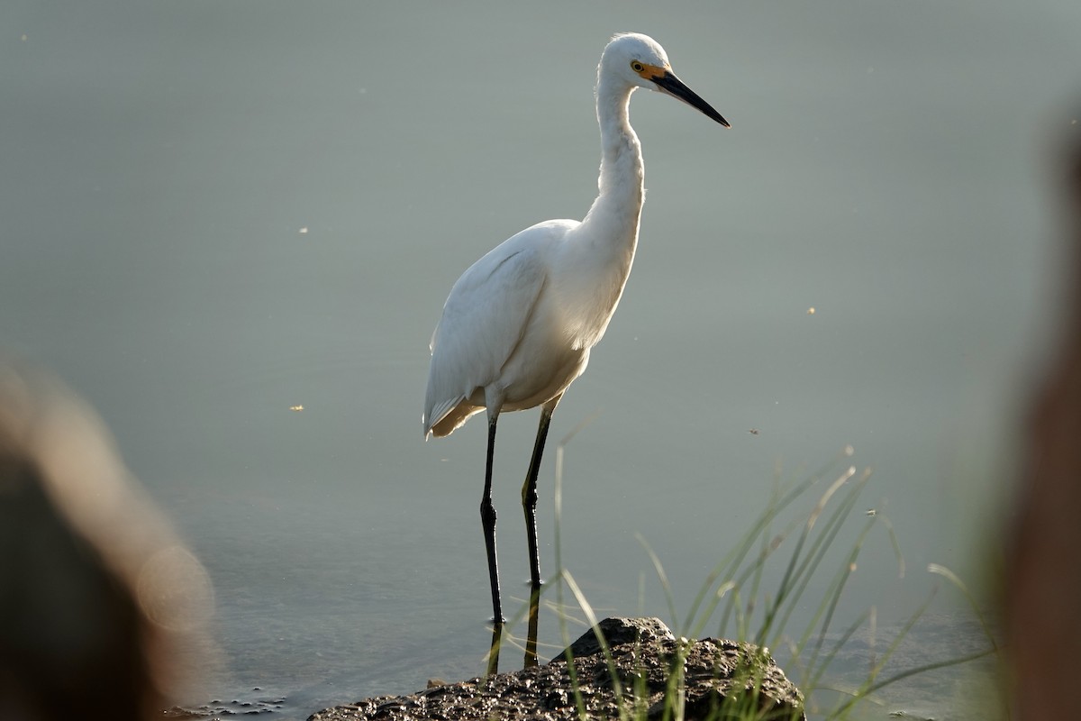 Snowy Egret - ML616388533