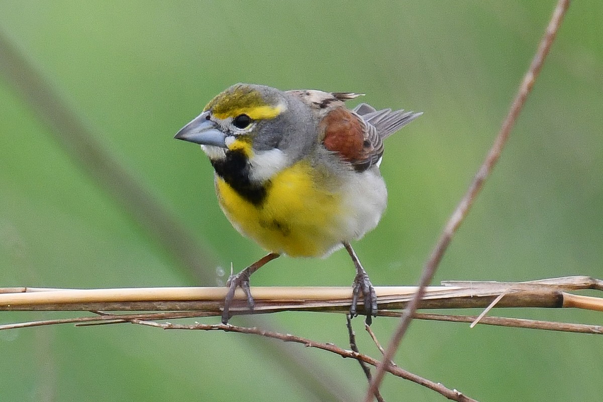 Dickcissel d'Amérique - ML616388572