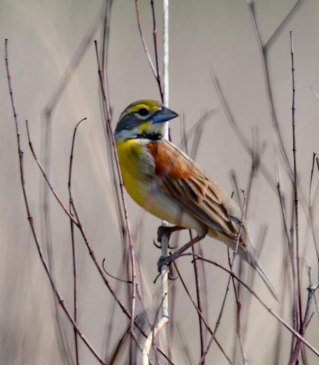 Dickcissel d'Amérique - ML616388582