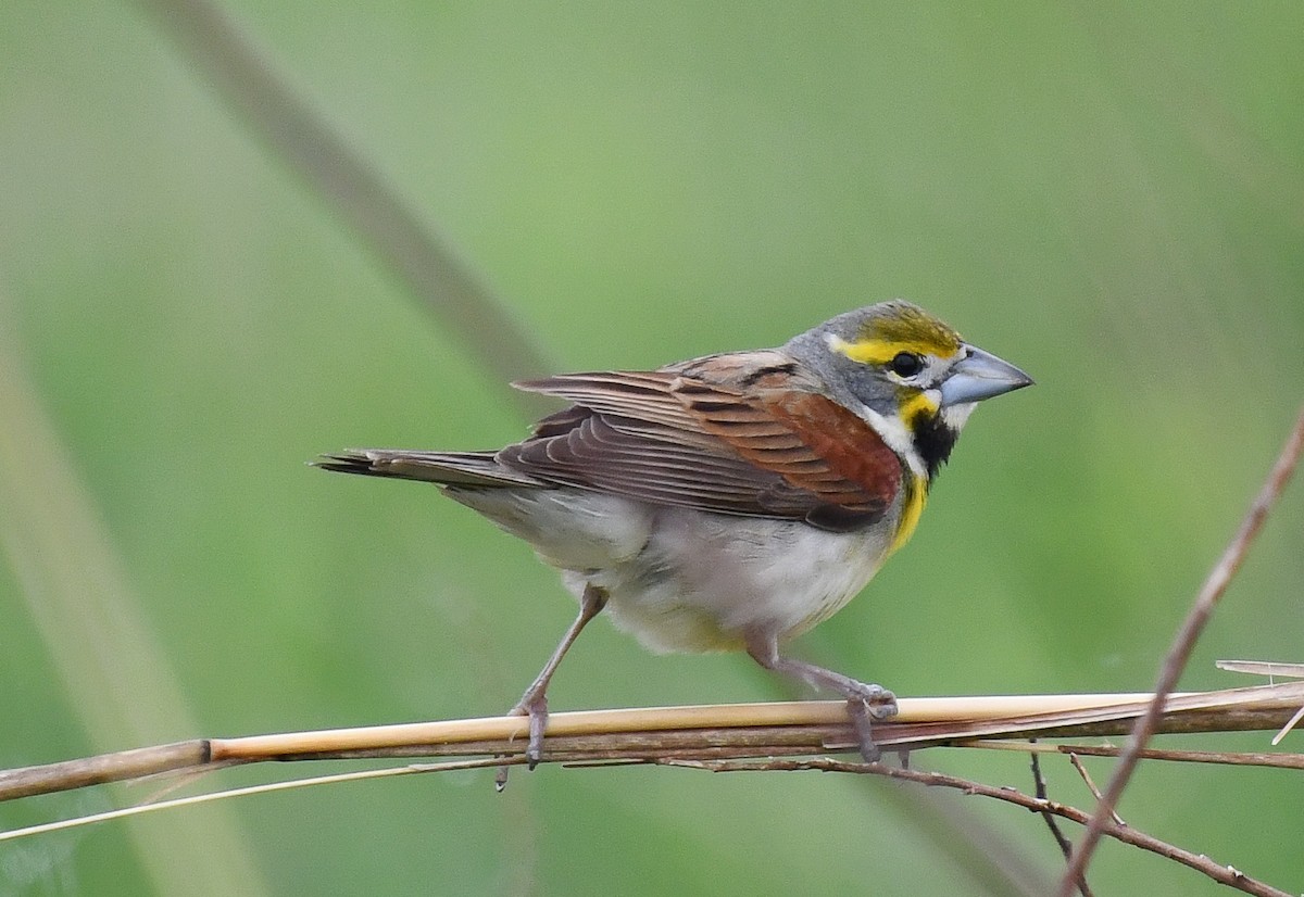 Dickcissel - ML616388583