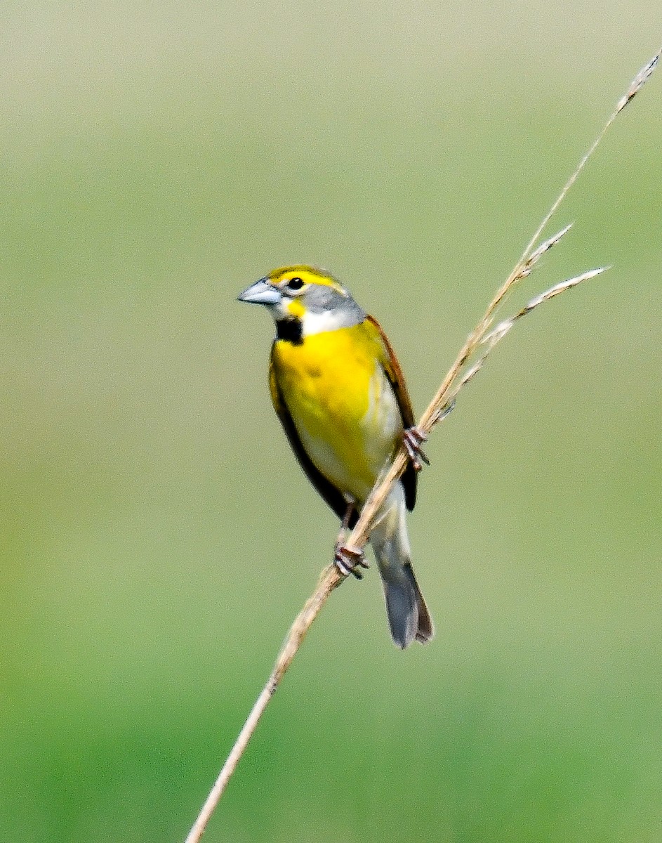 Dickcissel - Elaine Thomas