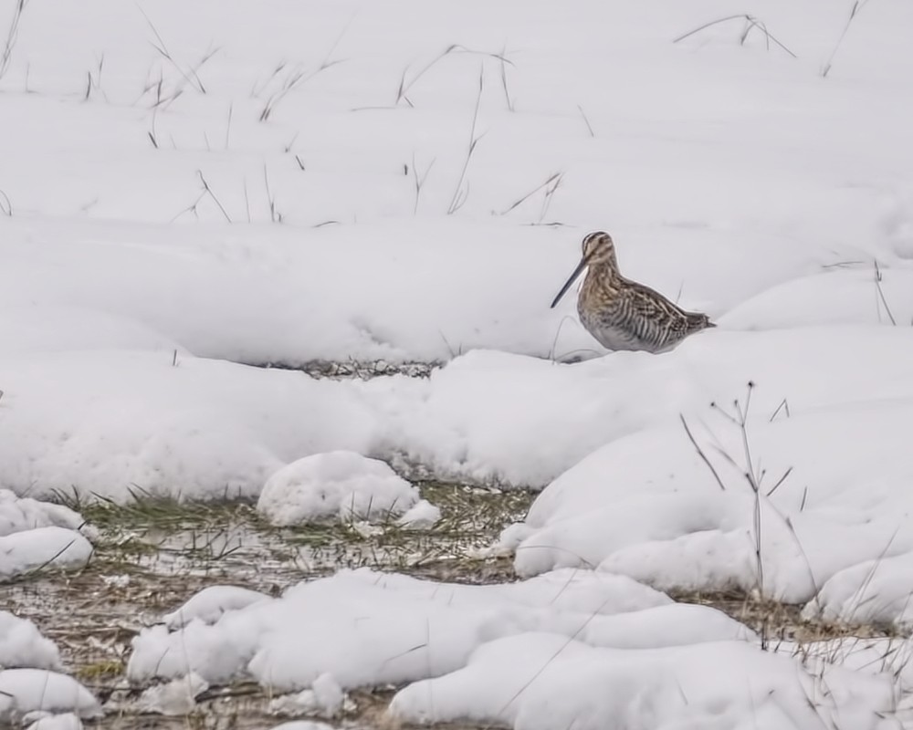 Wilson's Snipe - ML616388598