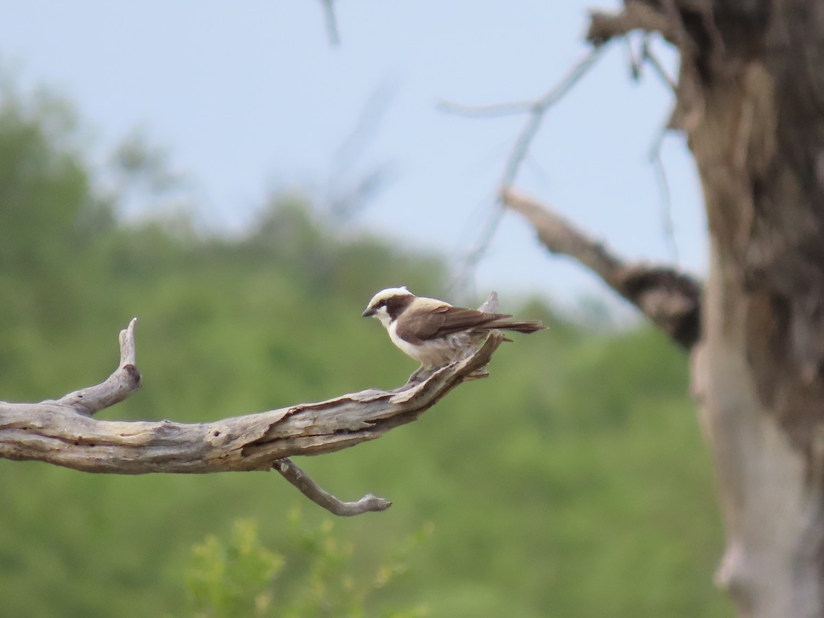 White-crowned Shrike - Joyce Brady