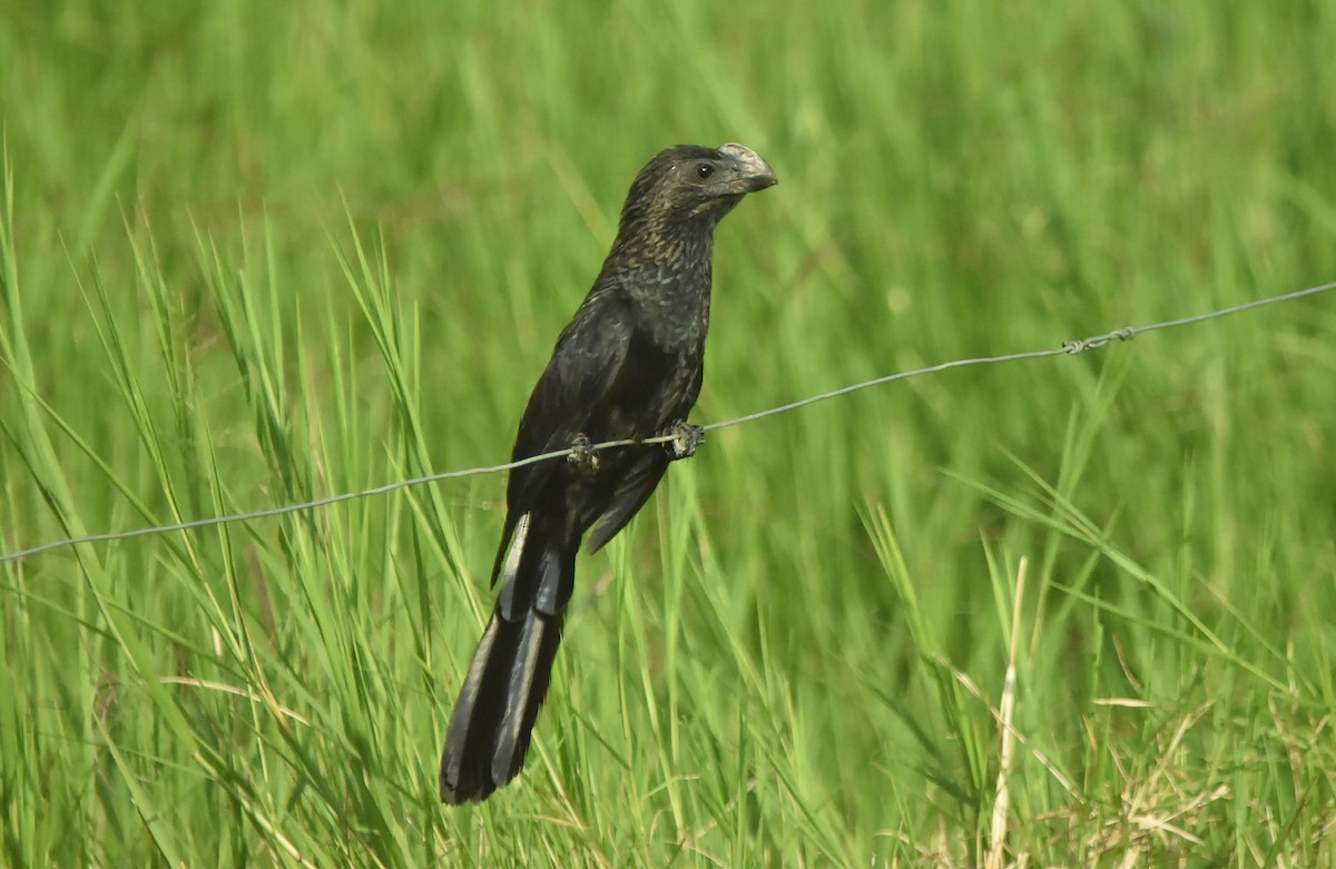 Smooth-billed Ani - ML616388697