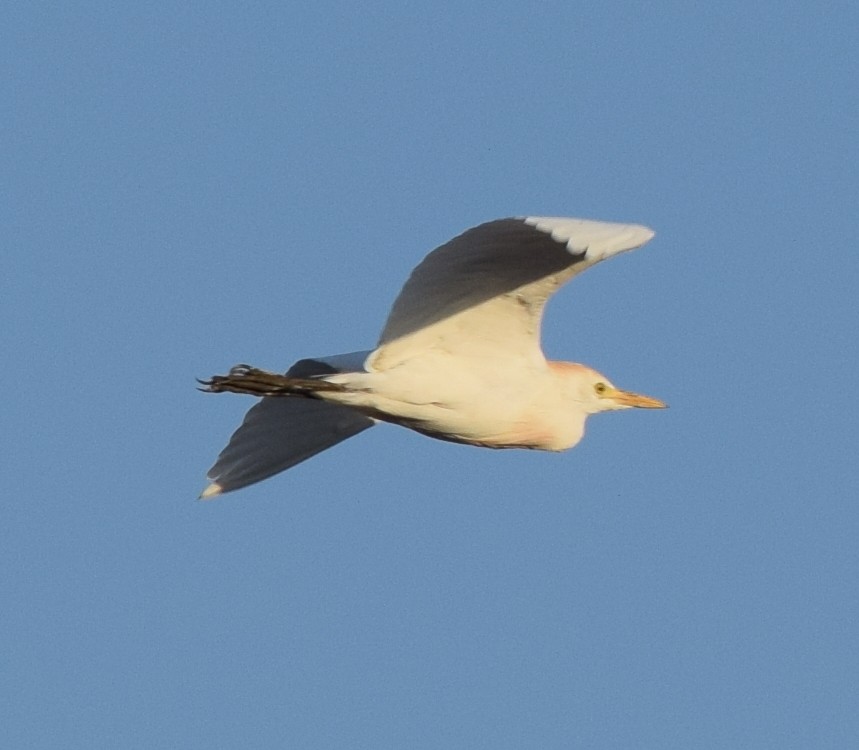 Western Cattle Egret - Bill Uttenweiler